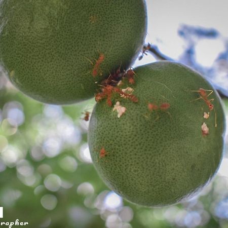 Baan Loylom Farmstay อัมพวา ภายนอก รูปภาพ